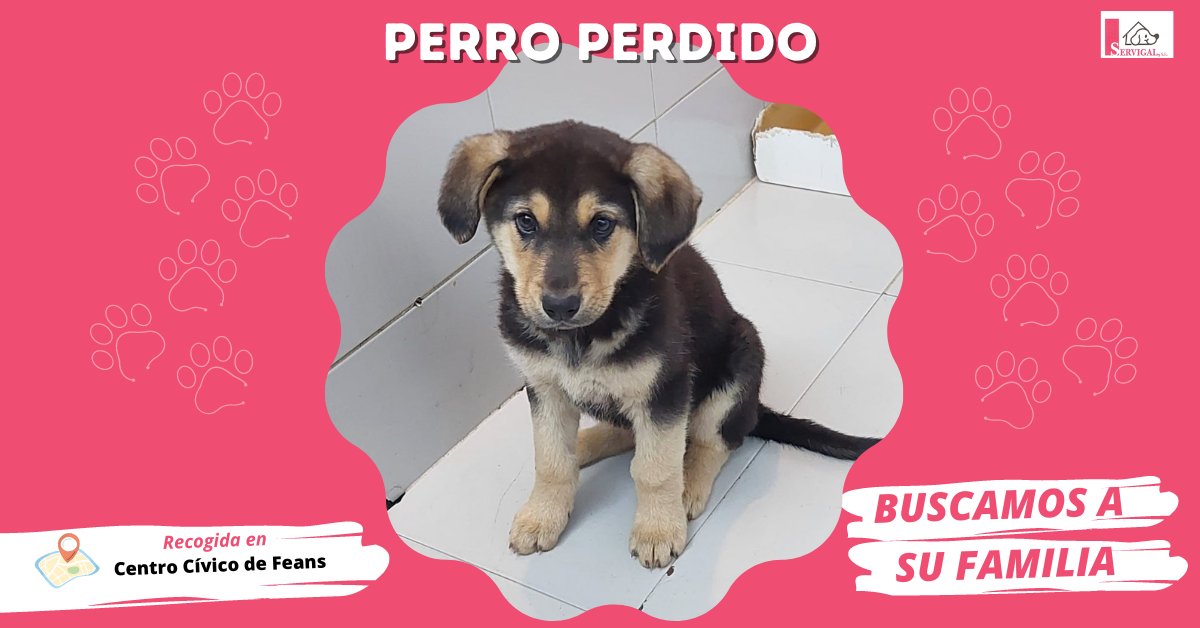 LaceriaServigal's tweet photo. 💔 PERRITOS PERDIDOS

📅 El sábado recogimos en el Centro Cívico de #Feans estos dos 🐕 cachorros de mastín.

🐶 Un macho negro, con hocico y patas marrones.
🐶 Una hembra marrón clarito.

📍 Se encuentran en nuestras instalaciones de Bens.

👪 ¡Ayúdanos a encontrar a su familia! https://t.co/plmCTZSu5u
