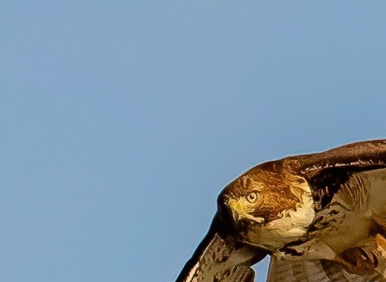 p_aquamon's tweet photo. Good Morning from the Studio Web3 Going to be an Exciting week!!! Lots of info to share and a few updates. Stay focused in. #bringingwildlifetotheblockchain #web3toyourwall #nftphotography https://t.co/br8oc9D3UD