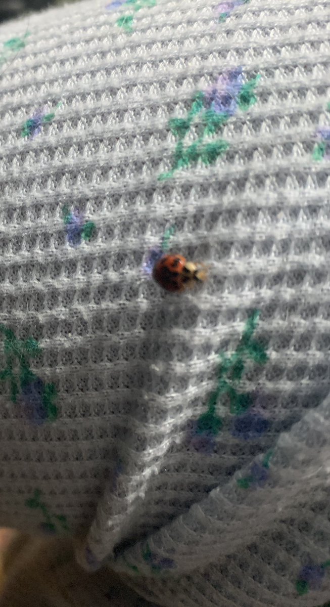 Slade2Rk's tweet photo. Had a visitor in my kitchen this morning. How it got inside, I have no idea. It decided to land right on my wrist and say βGood Morningβ.. #LadybugLuck π #protection #grace ππ» Took the pic and put it outside. Lol https://t.co/I4weUF7xVl