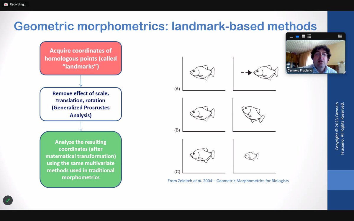 Physacourses's tweet image. 🚀 The 6th edition of the #GeometricMorphometrics course with @CarmeloFruciano has just kicked off. 
Our attendees will discover the latest techniques for analysing and visualising complex morphological data. 

#Morphometrics #Rstats #DataScience