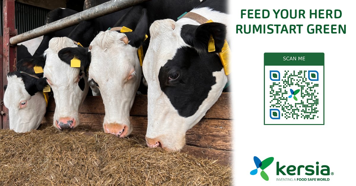 #RumistartGreen from #kersiauk is a vegetable based propylene glycol feed product. Contributing to limit the production of #ketone bodies by the liver &amp; also contributes to reduce the risk of energy deficiency at the beginning of #lactation. 

For more info scan the QR code.