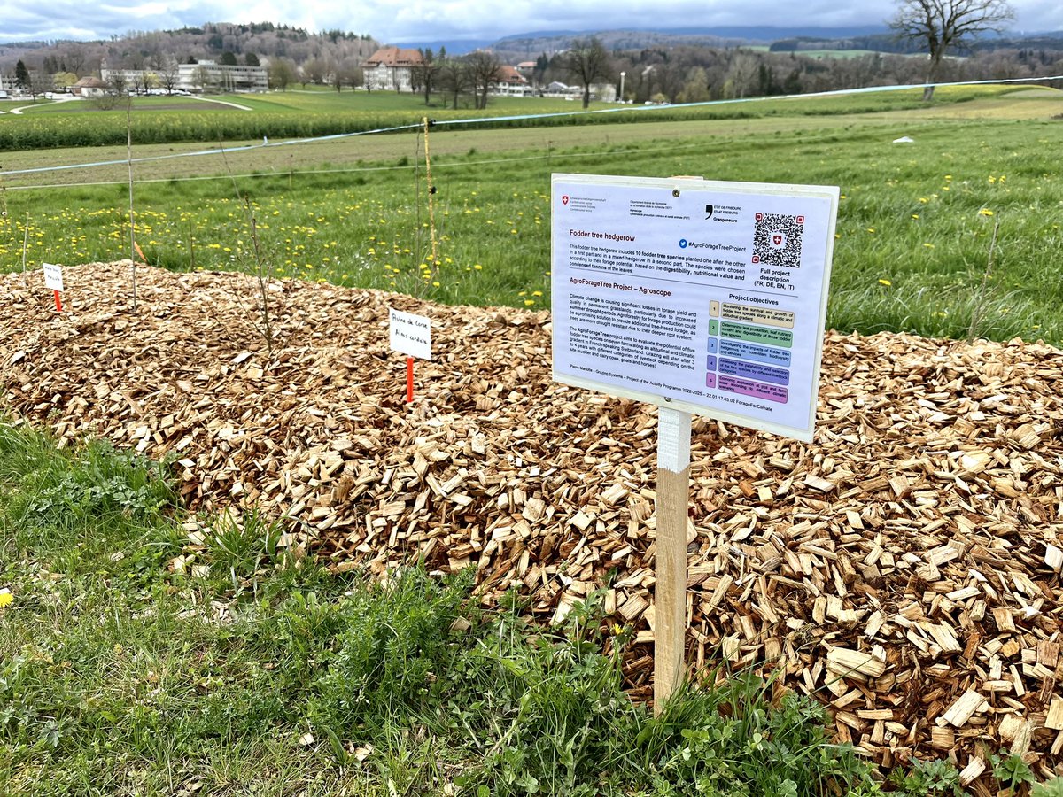 New fodder #tree hedgerow installed at @agroscope (Posieux site) to present the #AgroForageTreeProject to visitors 🌳 Here is the link to the project poster (available in EN, FR, IT and DE): bit.ly/3KA3OEk