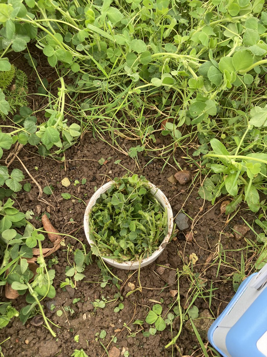 rsmithsoil's tweet photo. Soil respiration with intact clover
= 226 CO2 ppm / min
Clover respiration with soil removed  
= 128 CO2 ppm / min

So I reckon much of the CO2 flux from the soil is actually from the plant roots….rather than soil biology. https://t.co/EXeUFwJgl2