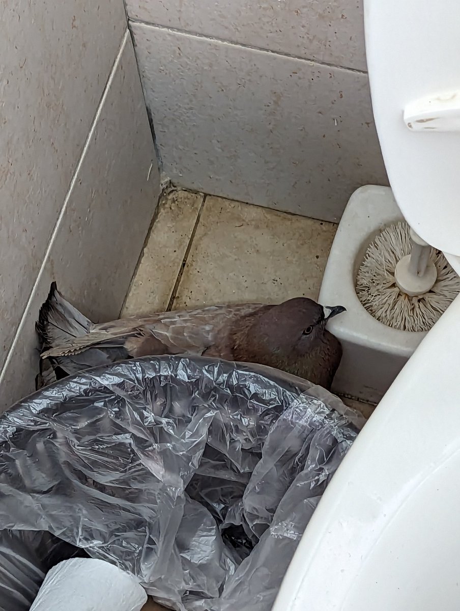 suhetz's tweet photo. Went to a restroom at work.
Almost got a heart attack
(She's free now, I let her go) https://t.co/GiTgDhLpPS
