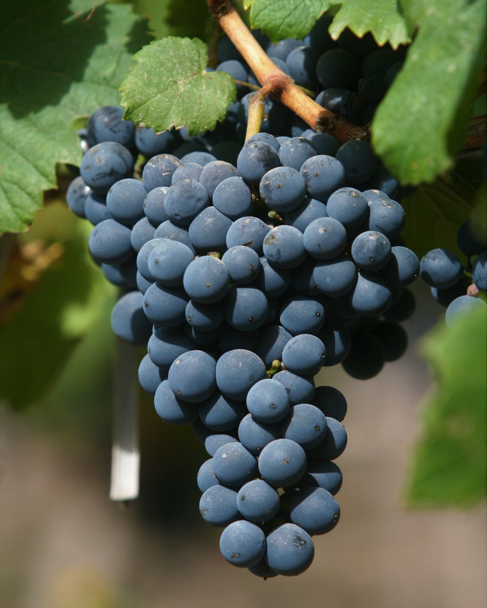 📅 Hoy celebramos a la uva insignia de nuestro país, el Malbec, fuente inagotable de orgullo, desarrollo e identidad.

¡Feliz Día del Malbec!