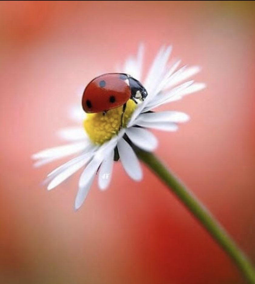 schmoozequeen's tweet image. #Ladybug #Love ♥️🐞#BeautifulSpring