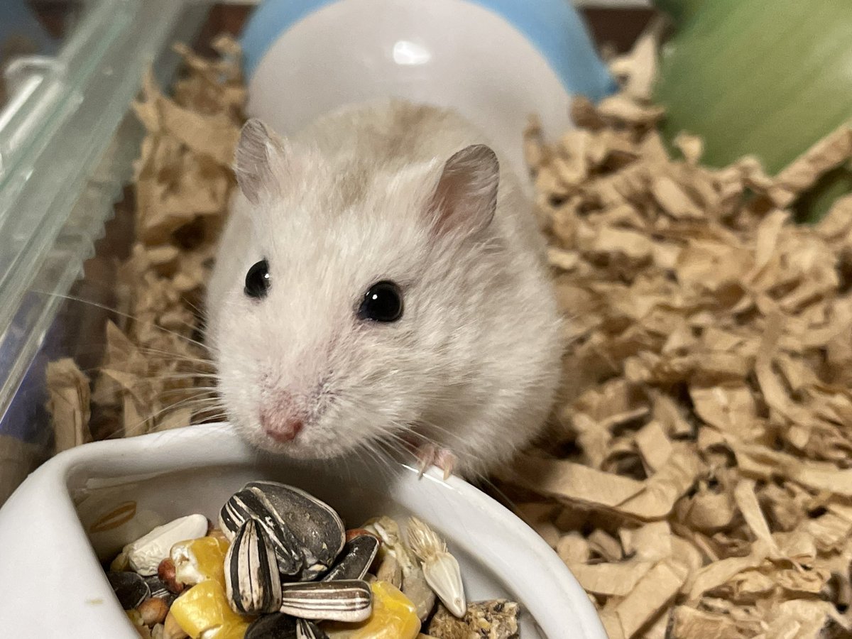 hlUutqn1jmsFbvW's tweet image. 人気急上昇のハムスターA hamster that is rapidly rising in popularity #バターちゃん🧈 #MsMa... youtube.com/shorts/IpzxFcH… @YouTubeより