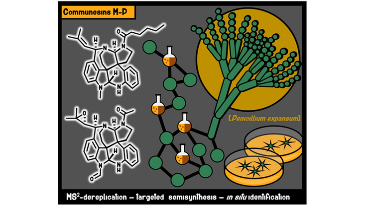 Nature-Inspired Chemistry of Complex Alkaloids: Combining Targeted Molecular Networking Approach and Semisynthetic Strategy to Access Rare Communesins in a Marine (Olivier Grovel and co-workers) <a href="/CatRoullier/">Catherine Roullier</a> <a href="/SamBertrand44/">BERTRAND Samuel</a> onlinelibrary.wiley.com/doi/10.1002/ch…
