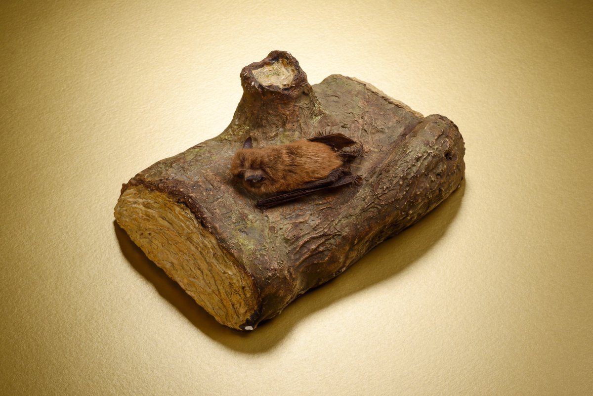 It's #BatAppreciationDay! 🦇

This small chap from our collections is a Whiskered bat found in Duncombe Park, Yorkshire in 1959.

Bats help control pests and insects, with some types even helping to pollinate certain flowers or spread their seeds - we'd be lost without them!