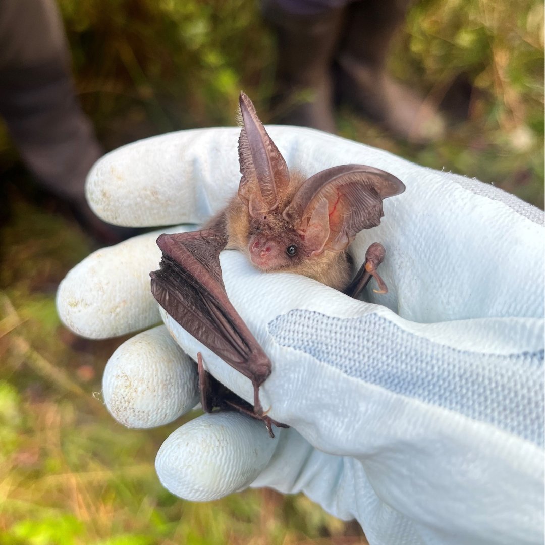 It’s #BatAppreciationDay! Bats are an important part of the nation’s forests and an indicator of healthy ecosystems 🌲 
 
#DidYouKnow that brown long-eared bats tuck their enormous ears under their wings whilst they snooze? 😴​ 

📸 Andy Palles-Clark