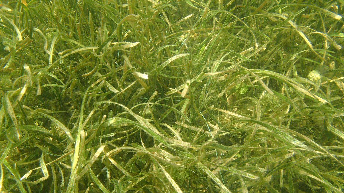 Diving into this #seagrass bed on Florida's Gulf coast for #MacrophyteMonday! These #seagrasses provide food & refuge for #wildlife, anchor sediments, & rapidly sequester #carbon.

#aquastemconsulting #marineecology #environmentalconsulting #scubadiving #bluecarbon #Florida