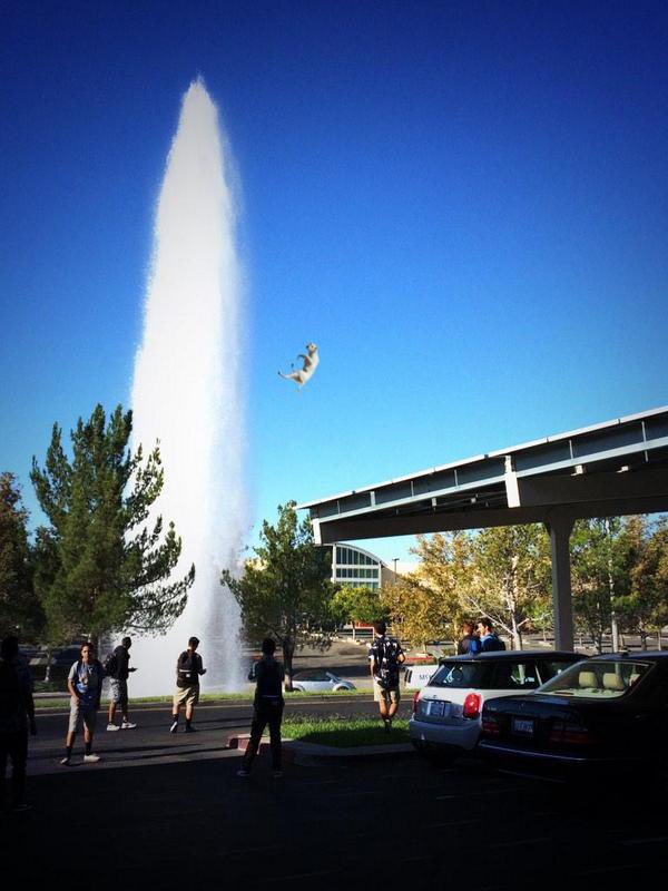 BiIIstenzel's tweet image. is that a dog?