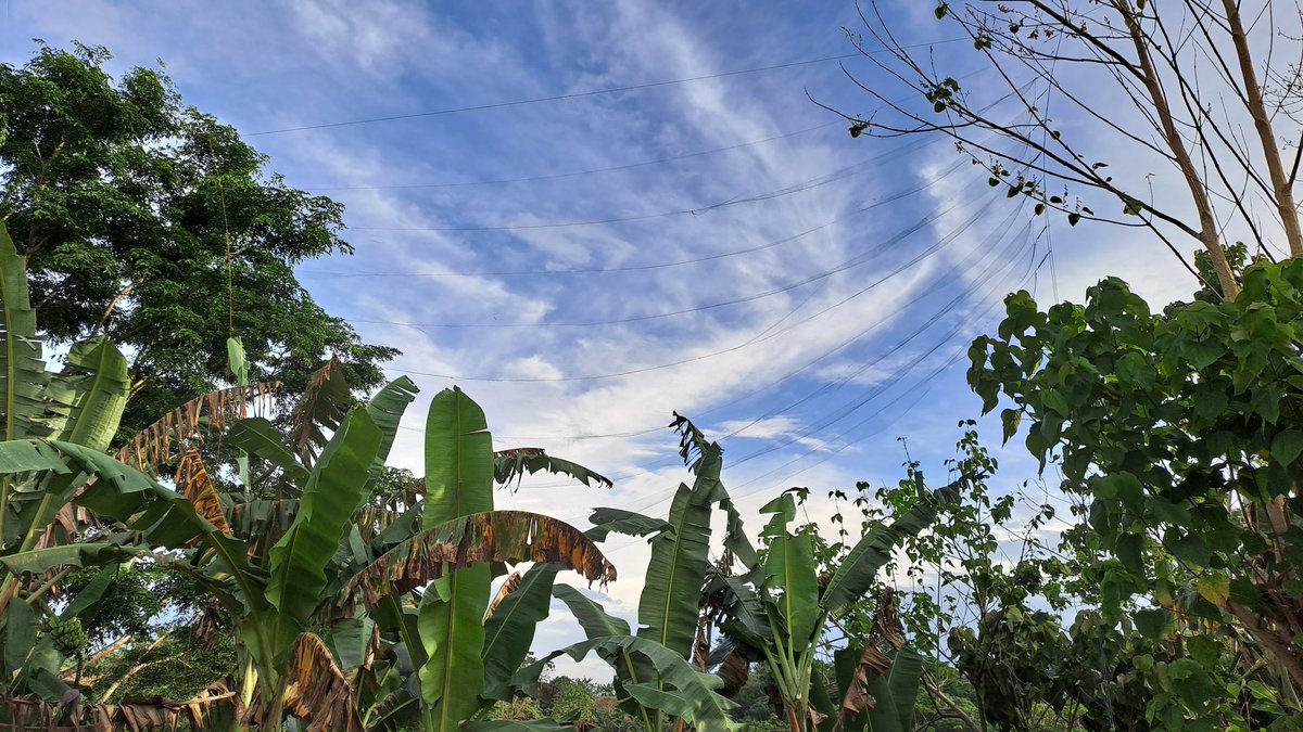 6 days of trapping, still no Spotted Imperial Pigeons :( 

We are using sky nets as they like to stay/fly on top of canopy. Lots of throwing and climbing involved. Pls come soon. 

#phdlife #fieldwork #birds #fieldworkPH #pinoyscientist