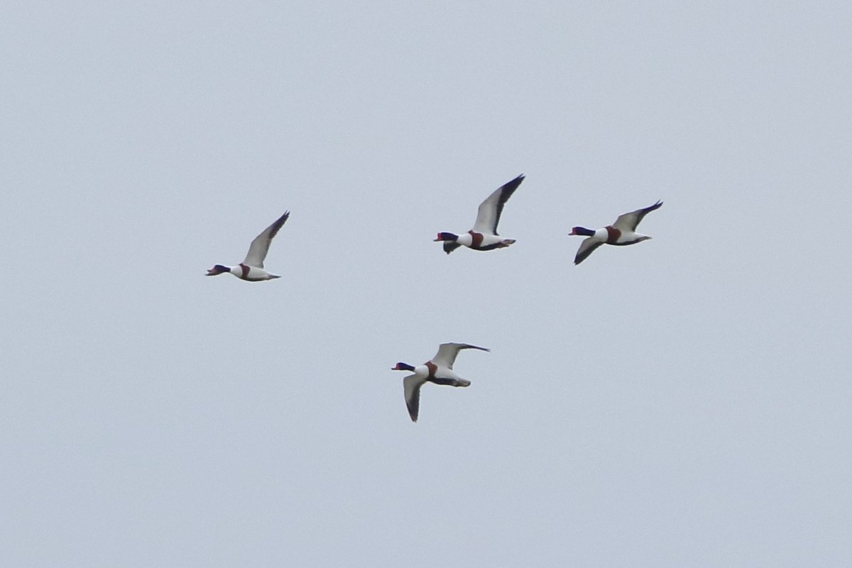 RalphSemps1's tweet photo. Good variety at Goring Gap this am with @nickybond007. Highlights: Whimbrel, Grey Plover on beach early. Goosander 2 males E, Whimbrel 76E, Avocet 1E, Barwit 3E, Med Gull 12E, Shelduck 6E 2W, Brent 13E, Egyp.Goose 1E. At least 8 Wheatears, probably more, on beach and fence line. https://t.co/nJ8Ul0Vdqq