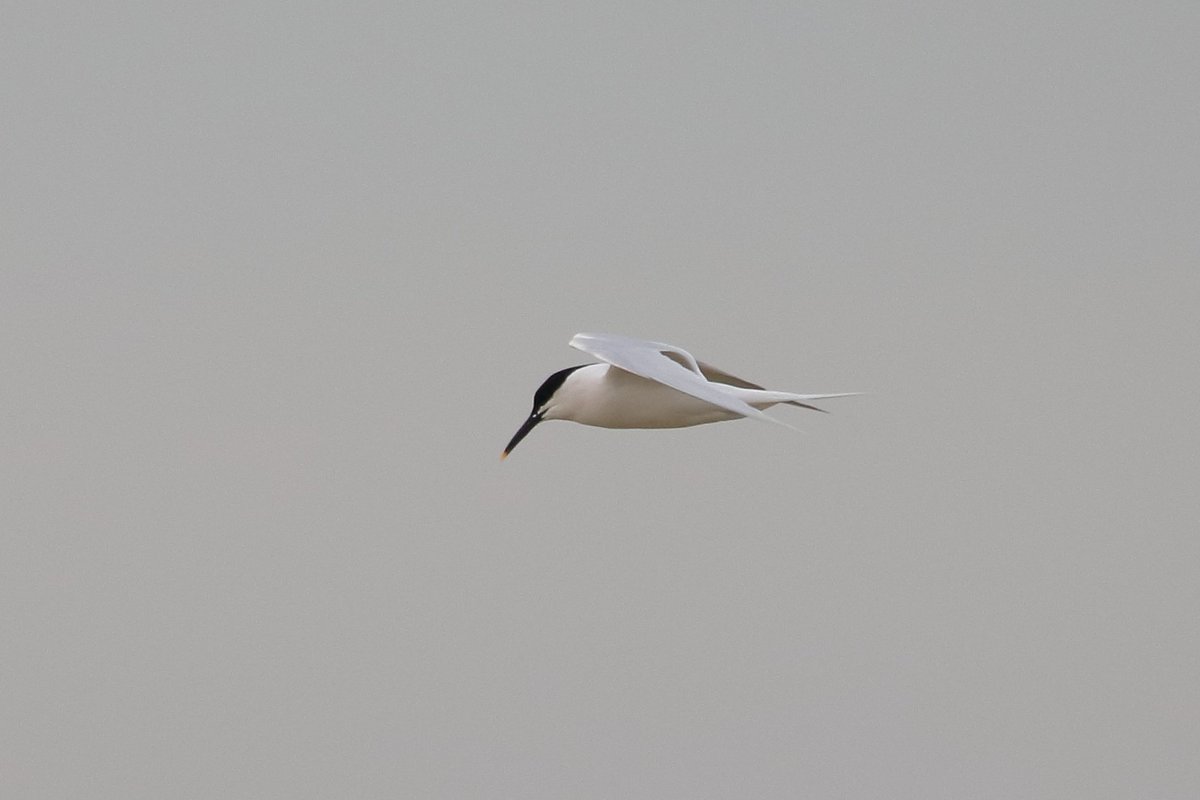 Good variety at Goring Gap this am with <a href="/nickybond007/">Nick Bond</a>. Highlights: Whimbrel, Grey Plover on beach early. Goosander 2 males E, Whimbrel 76E, Avocet 1E, Barwit 3E, Med Gull 12E, Shelduck 6E 2W, Brent 13E, Egyp.Goose 1E. At least 8 Wheatears, probably more, on beach and fence line.