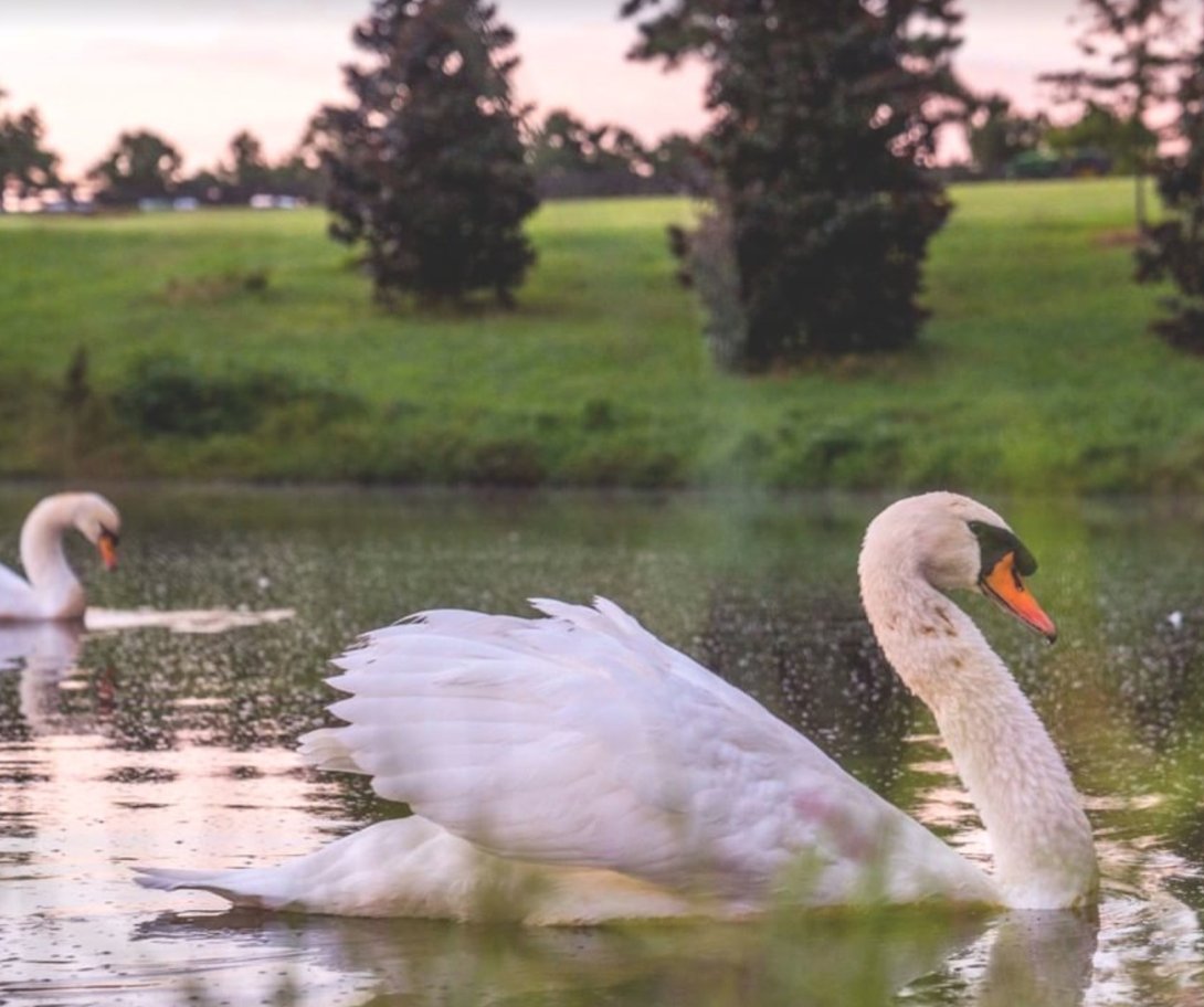 P. Allen Smith tweet media