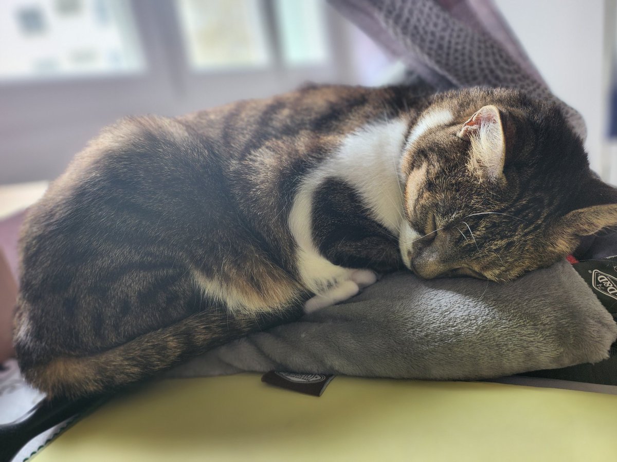 Kittiesandbooks's tweet photo. WFH with my fav keeping me company 🩷😻 #14YearsofLove https://t.co/Gq0YrEHda1
