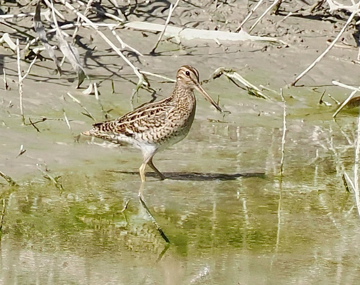 Ray O'Reilly (@oreillyreilly2) on Twitter photo After plenty of heathy debate. Great Snipe at Kiti Dam this morning. Showing how photos can make a bird less distinctive than seeing it in the field. <a href="/RobRackliffe/">Rob Rackliffe</a> <a href="/rafaelmitch/">Rafael Mitchell</a> #cyprusbirds After plenty of heathy debate. Great Snipe at Kiti Dam this morning. Showing how photos can make a bird less distinctive than seeing it in the field. <a href="/RobRackliffe/">Rob Rackliffe</a> <a href="/rafaelmitch/">Rafael Mitchell</a> #cyprusbirds