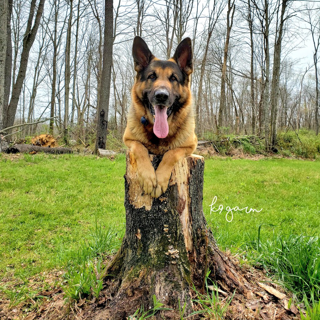 K9Garm tweet media