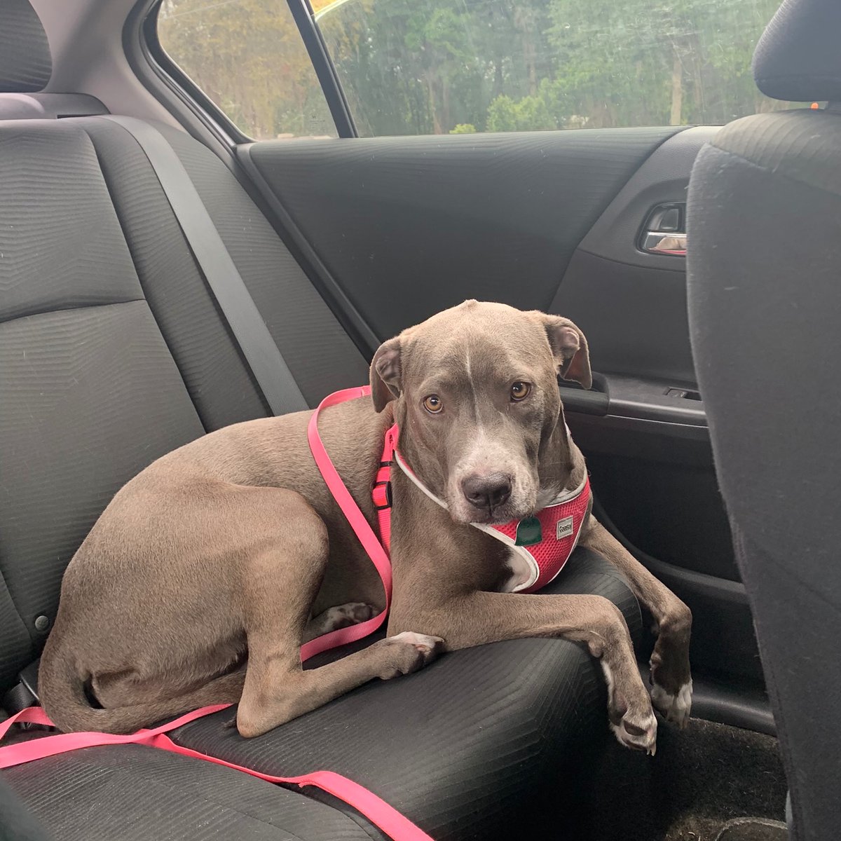 Everyday is Funday❤️🐶🐾
#dogs #dogsoftwitter #DogsOnTwitter #CatsOfTwitter #woof #bark #dogsarefamily #pets #petslovers #doglovers