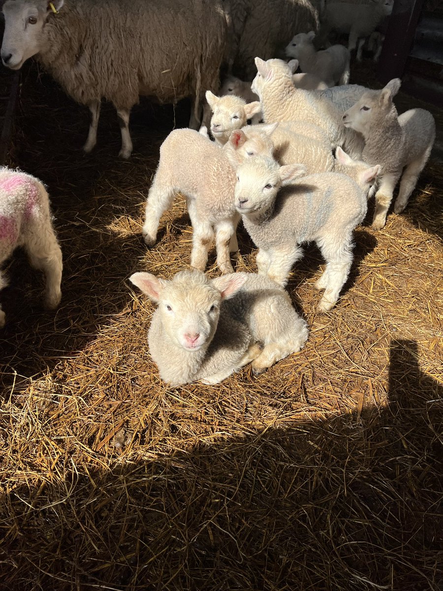 durstonefarm's tweet photo. Sunbathing sheep! 🐑 #herefordhour #cottages #hereford #selfcatering #rural #spring #lambs https://t.co/BgINO01WmY