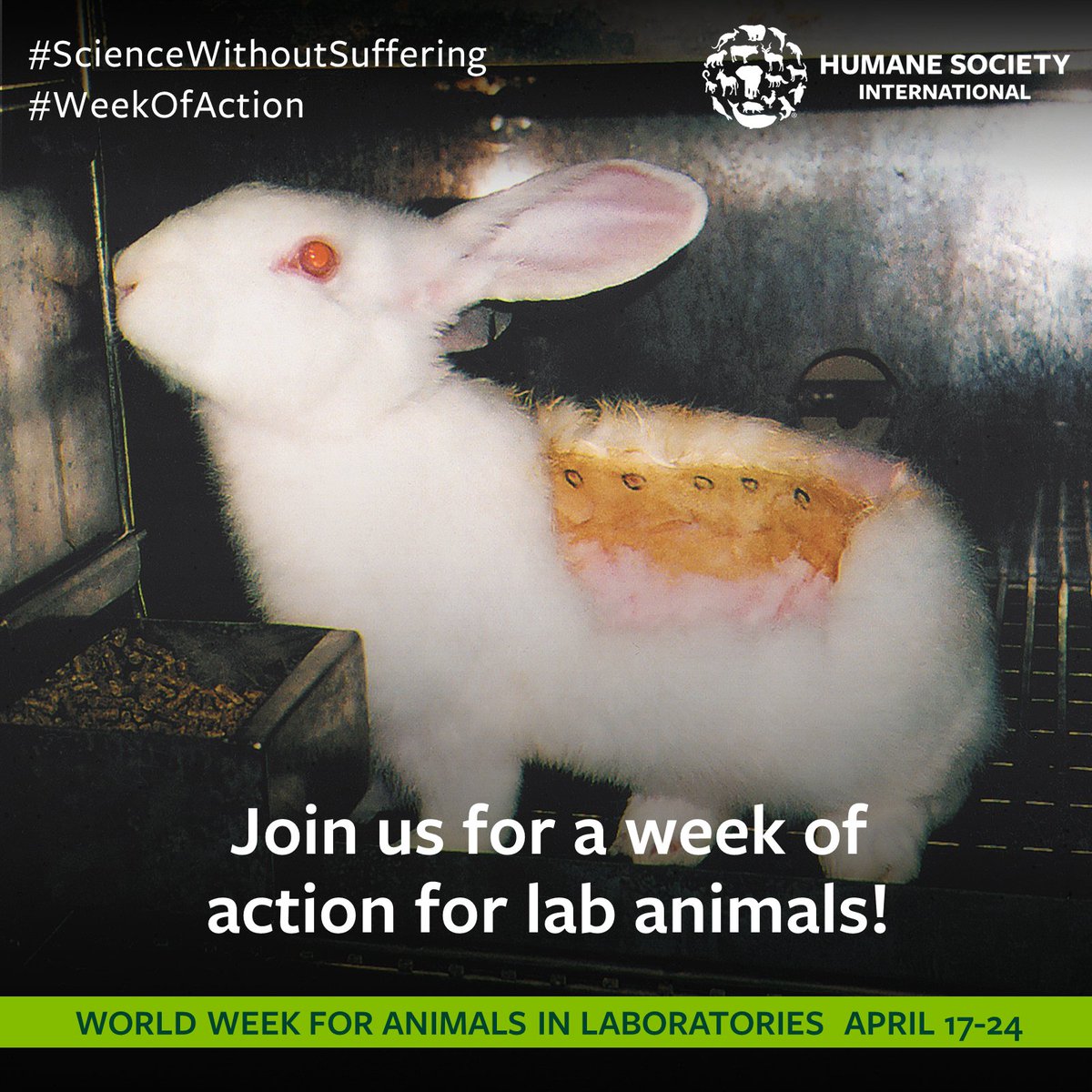 humaneworldeat's tweet image. Today marks the start of World Week for Animals in Laboratories. 🐹🐀🐁🐰 We will be raising awareness about the suffering of lab animals, sharing our global efforts to save animals and asking YOU to join us in our #WeekofAction! ✊ 

#ScienceWithoutSuffering #BeCrueltyFree