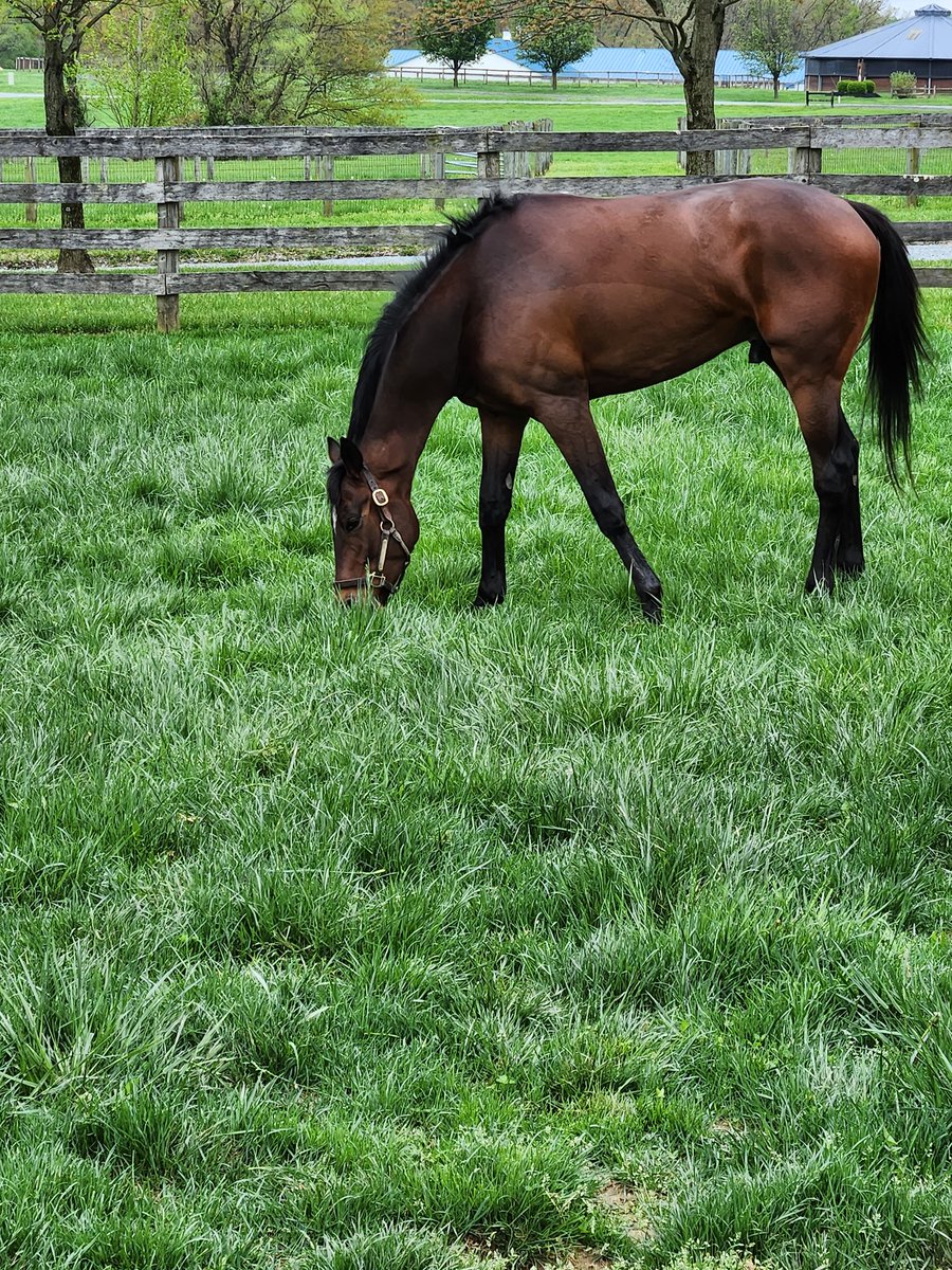 Sandra Webb (@sgwebb9) on Twitter photo Seizing The Dream and Whisky Warrior both happy out this morning after their wins this weekend! So proud of these two! Big thanks to <a href="/BarryFoley18/">Barry Foley</a> for the brilliant rides! Seizing The Dream and Whisky Warrior both happy out this morning after their wins this weekend! So proud of these two! Big thanks to <a href="/BarryFoley18/">Barry Foley</a> for the brilliant rides!