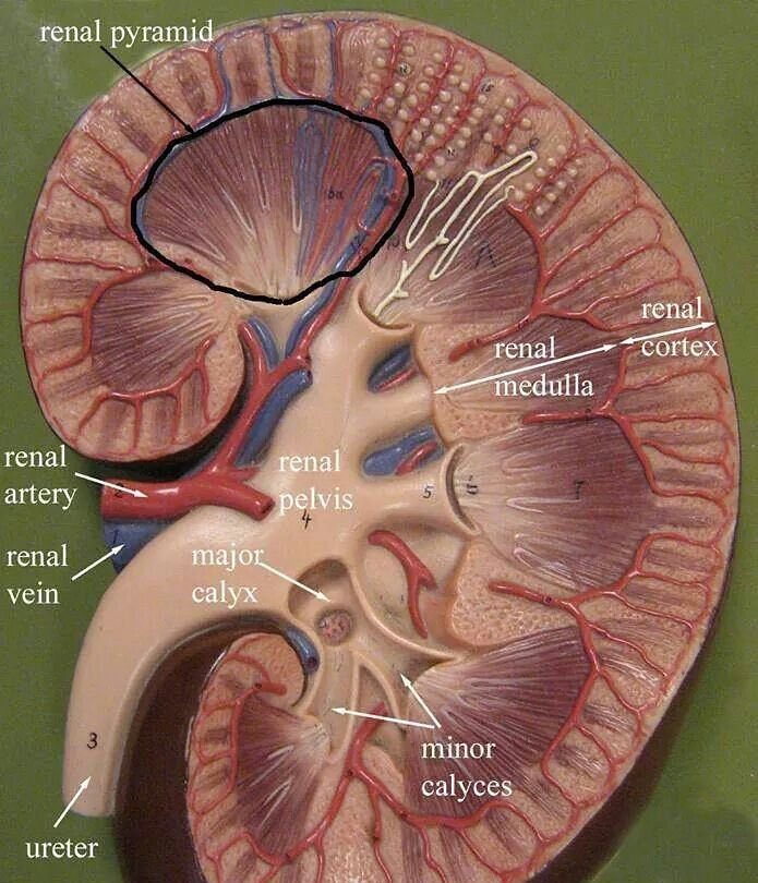 PeytonElroy's tweet photo. Did you know our kidneys filter roughly 50 GALLONS of blood daily?

Help keep them strong through utilization of:

🌿 Chanca Piedra - dissolves built up stones
🌼 Dandelion - moves fluid 
🍒 Hawthorn - widens blood vessels
🫐 Juniper Berry - purifies &amp; filters https://t.co/3JIQv3MF8M