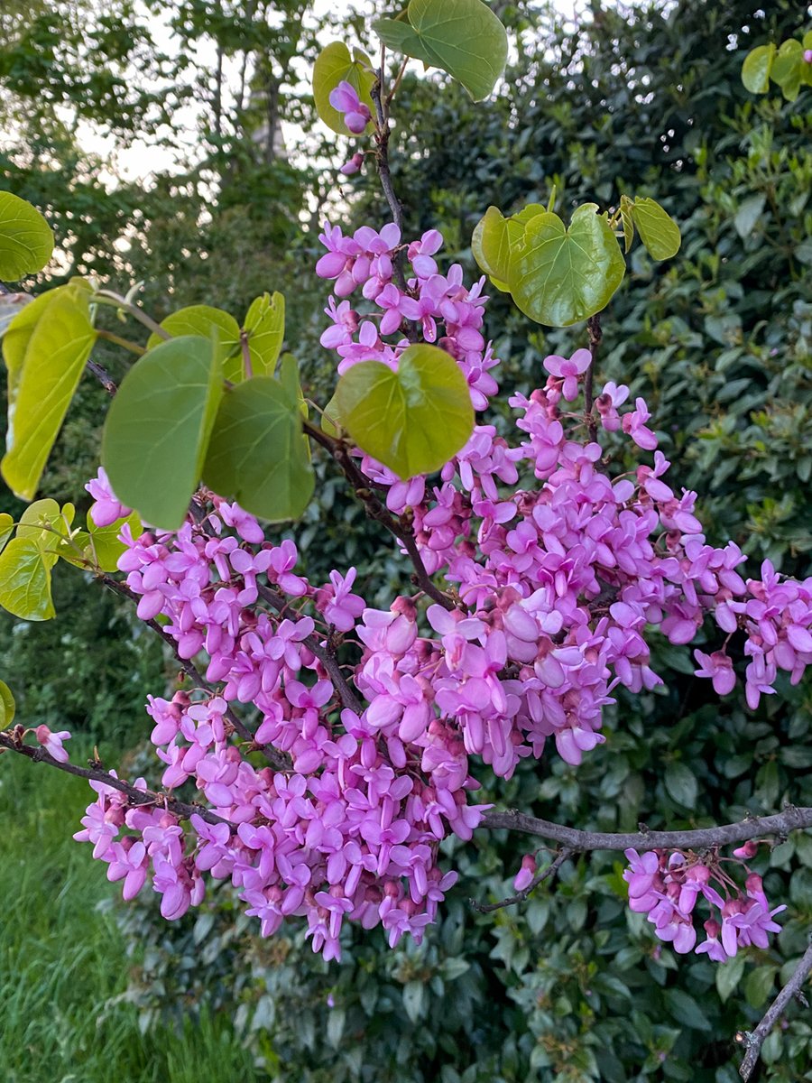Is this a Cercis canadensis? Or is that a siliquastrum
#gardening #trees #puns