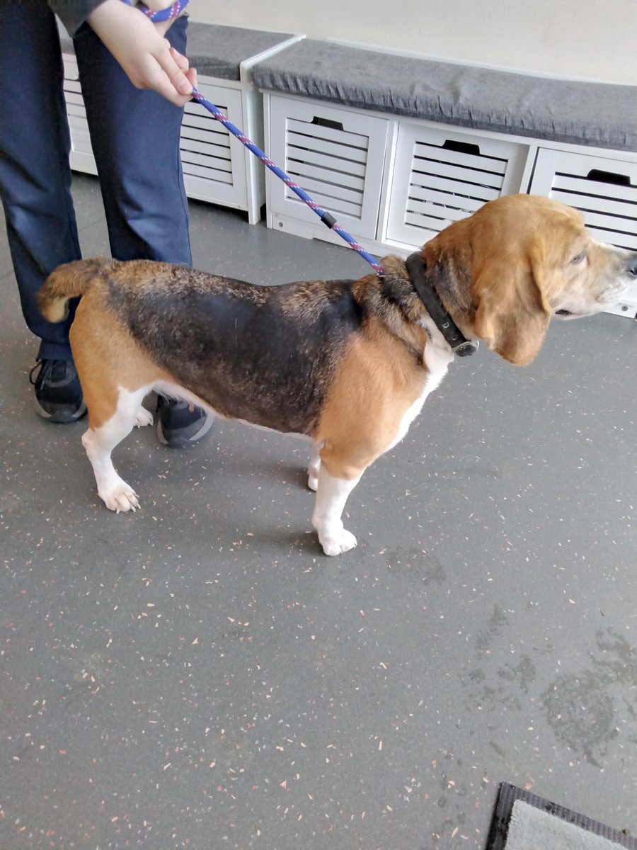 AdoptionsUk's tweet image. Please retweet to HELP FIND THE OWNER OF THESE 2 DOGS FOUND #SURREY #UK  
   
1 FOUND #CRANLEIGH female Beagle 14 April  2 FOUND #GODALMING female Am Bulldog  13 April  Both now in council pounds, they could be missing from other regions.   
DETAILS 
lostdogsuk.co.uk/lost-dogs/ #dogs