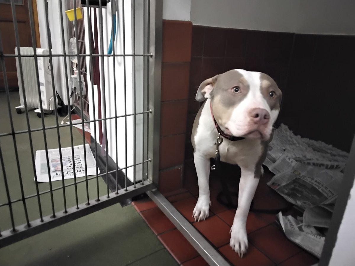 AdoptionsUk's tweet image. Please retweet to HELP FIND THE OWNER OF THESE 2 DOGS FOUND #SURREY #UK  
   
1 FOUND #CRANLEIGH female Beagle 14 April  2 FOUND #GODALMING female Am Bulldog  13 April  Both now in council pounds, they could be missing from other regions.   
DETAILS 
lostdogsuk.co.uk/lost-dogs/ #dogs