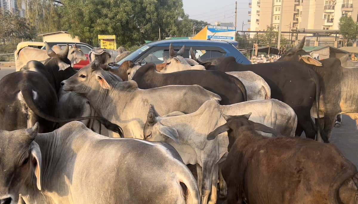 Praveenmalik86's tweet photo. The #stray_cattles in @MCManesar area sector (81-95) is a biggest problem now a days &amp; the root cause for this is the illegal vegetable markets in the #green_belts @OfficialGMDA &amp; @MCManesar should take immediate action

@pcmeenaIAS @yashpalmurar 

@DEEPAKKAHUJA @abhishekbehl https://t.co/rPRq1NHYXh