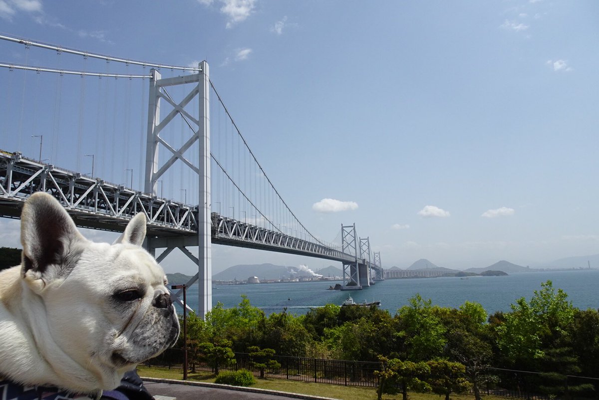soranosun's tweet photo. エルフ🐶　初めて海を見たー♪ #フレンチブルドッグ #瀬戸内海 #瀬戸大橋 https://t.co/iXhtJm1XIJ