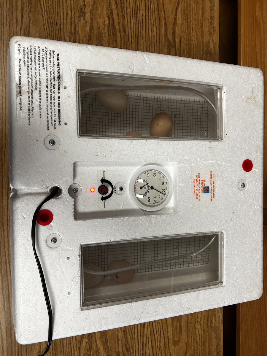 MtEagleLibrary's tweet photo. Today, we are starting our 21 incubation process. 
Day 1: a chick before it is born is called an embryo. It grows from a tiny spot called the blastoderm. https://t.co/GdNuq4O3XW