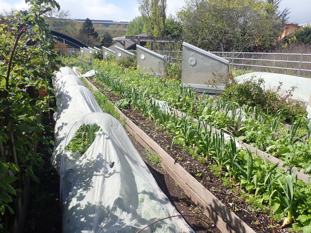 Sol_Agrocampus Ouest (@sol_instagro) on Twitter photo Quels sont les services écosystémiques rendus par l'agriculture urbaine  et les jardins potagers sur les toits ? Une visite de site proposée aux 26 participants européens de l'école doctorale organisée dans le cadre de l'<a href="/EJPSOIL/">EJP SOIL</a> à Paris par @AgroParistech et l'<a href="/InstitutAgroRA/">L'Institut Agro Rennes-Angers</a> Quels sont les services écosystémiques rendus par l'agriculture urbaine  et les jardins potagers sur les toits ? Une visite de site proposée aux 26 participants européens de l'école doctorale organisée dans le cadre de l'<a href="/EJPSOIL/">EJP SOIL</a> à Paris par @AgroParistech et l'<a href="/InstitutAgroRA/">L'Institut Agro Rennes-Angers</a>
