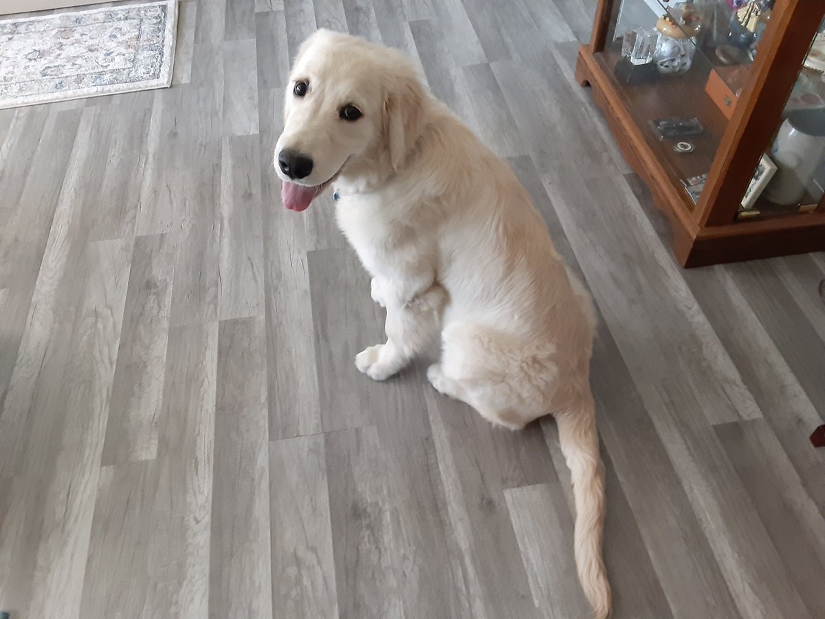 RubyOwe20218592's tweet photo. My new Cream Golden Retriever puppy https://t.co/EvNlXbBQgJ