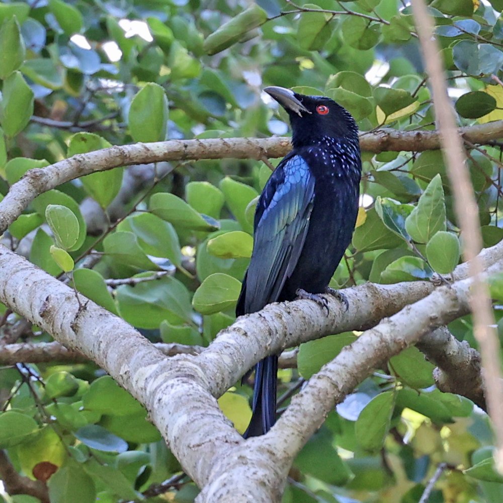 The best-named Aussie bird - the spangled drongo.
#BirdsSeenIn2023