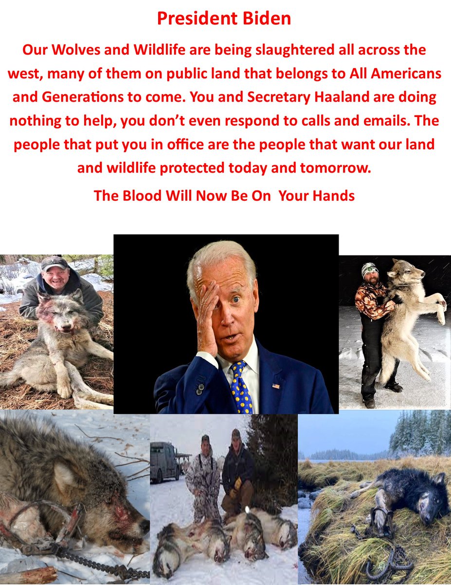 STJ1956's tweet photo. @GuaciraRibeiro Biden has not done much to help wildlife, he is a frail old man that needs to retire, same with trump.  Heard that RFK Jr. is considering running. I would support him, we need to shake things up. I was once a conservative but have realized that I can't survive on a dead planet. https://t.co/2kLL28XFZi