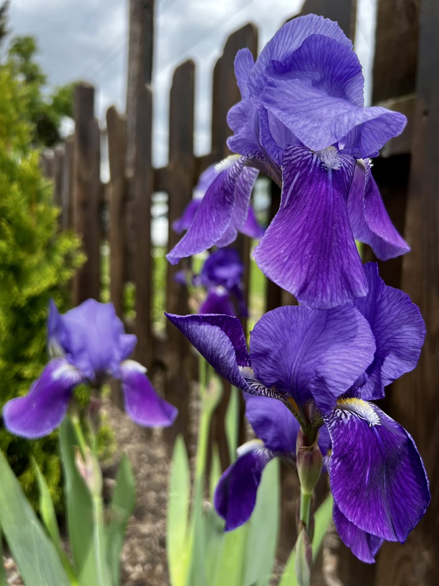 GeekGarden's tweet photo. These will be coming soon here in NY, USA
#flower #iris #GardeningTwitter #MondayFunday #Monday https://t.co/RuMDbUfAHU