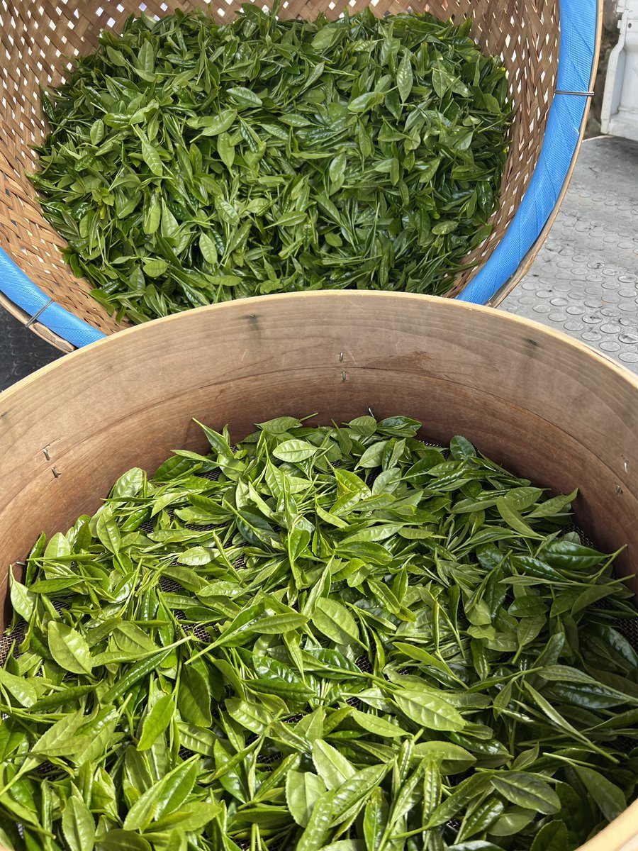 nakamoriseicha's tweet photo. 本日伊勢神宮（内宮）に奉納する手揉み茶の原料になるお茶を摘みました🌱
品種はさえみどり。
そして手揉み🖐️
つづく https://t.co/zqsIBtfJ5v