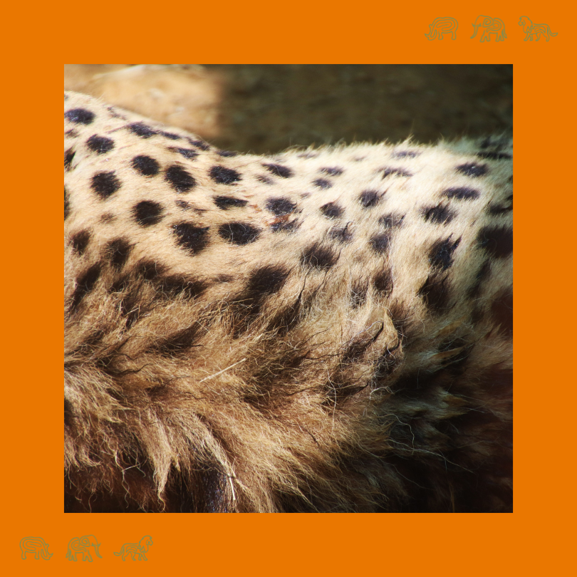 GlobalConservationCorps tweet media