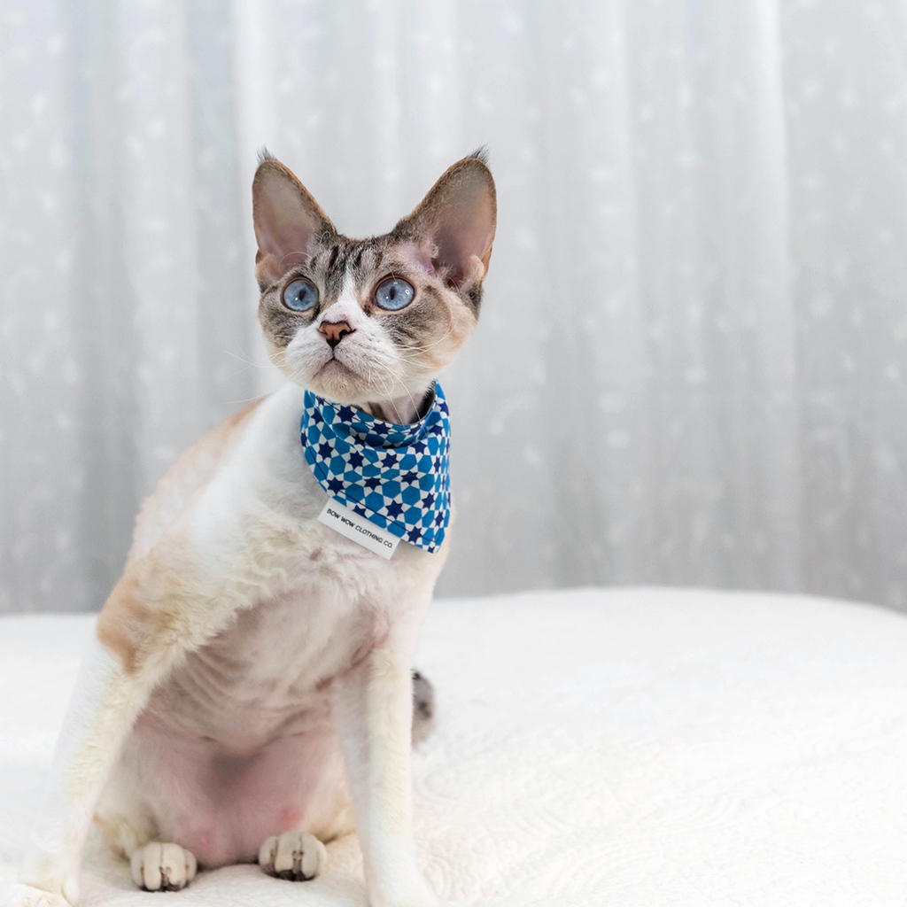 therockstarcat's tweet image. look at us! a jaunty scarf makes us feel like the rockstars we are. which is your favorite?  

#CatsofTwitter #DevonRex