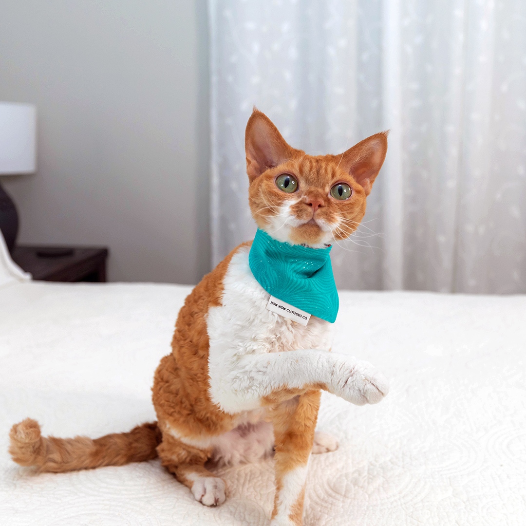 therockstarcat's tweet image. look at us! a jaunty scarf makes us feel like the rockstars we are. which is your favorite?  

#CatsofTwitter #DevonRex