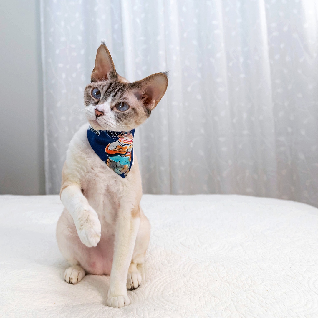 therockstarcat's tweet image. look at us! a jaunty scarf makes us feel like the rockstars we are. which is your favorite?  

#CatsofTwitter #DevonRex