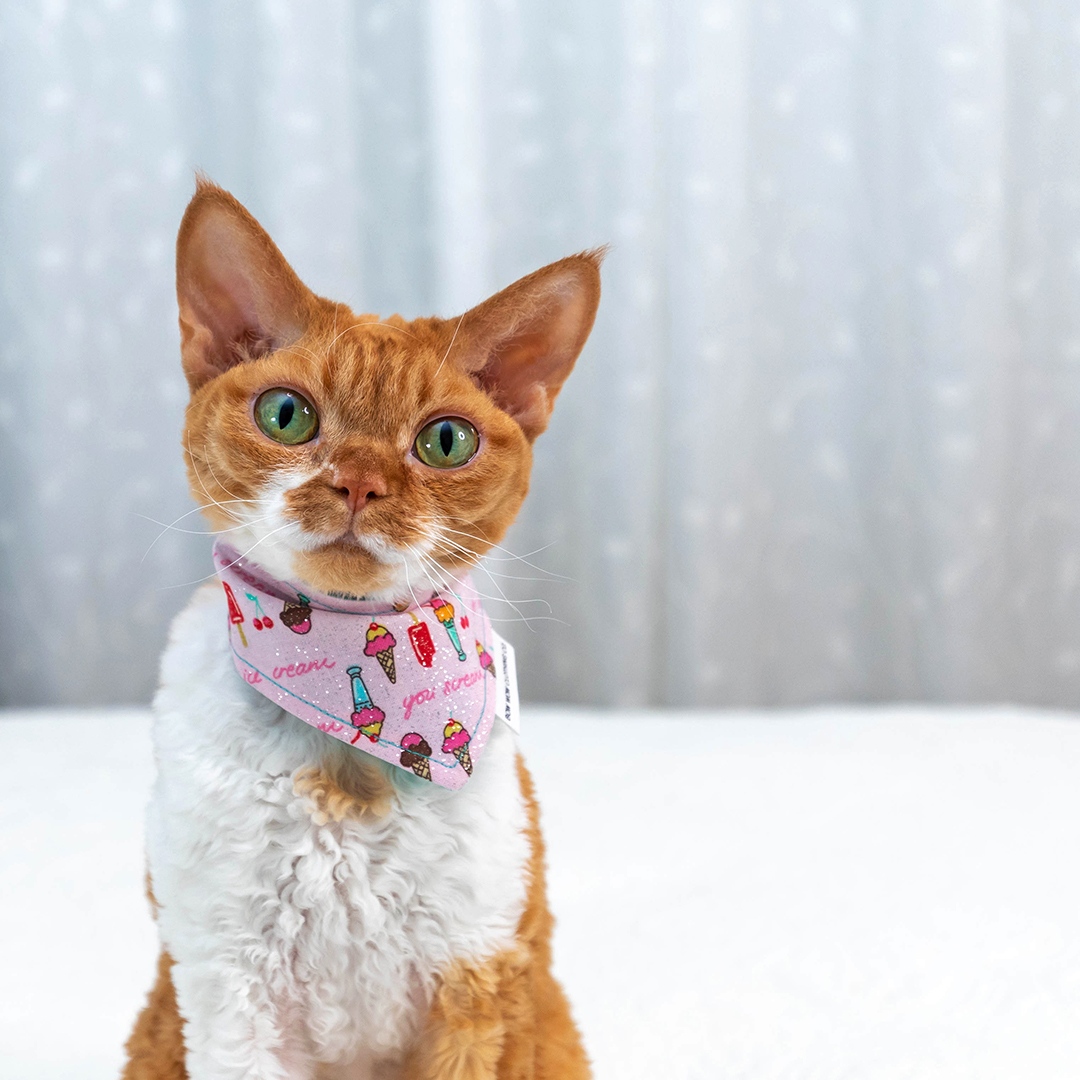 therockstarcat's tweet image. look at us! a jaunty scarf makes us feel like the rockstars we are. which is your favorite?  

#CatsofTwitter #DevonRex