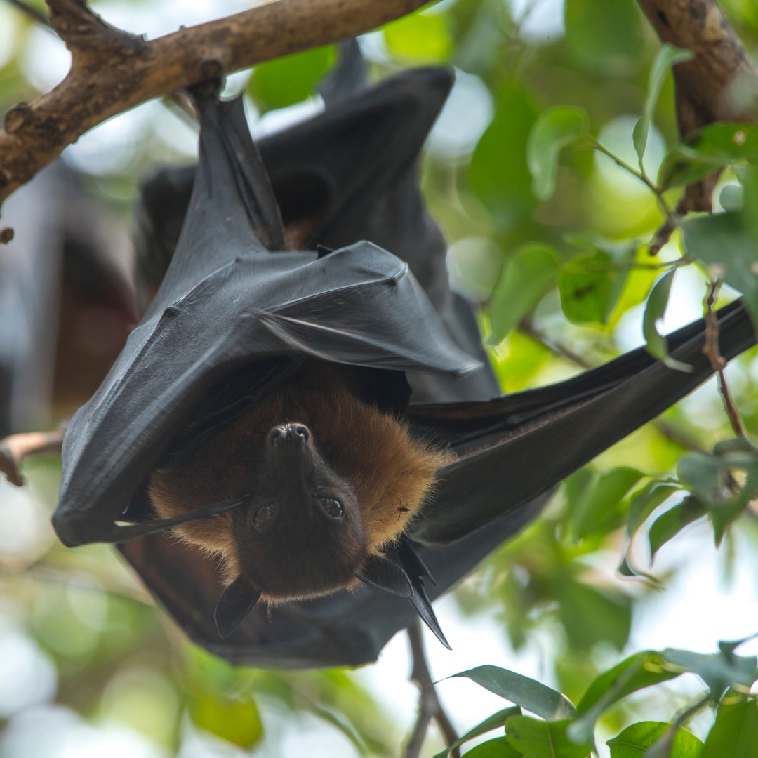 Happy Bat Appreciation Day! Bats are vital pollinators, pest controllers and seed dispersers in our ecosystems. Did you know they are the only mammals capable of sustained flight? Let's show love for these amazing animals and protect their habitats. #savebats #batsareawesome 🦇❤️