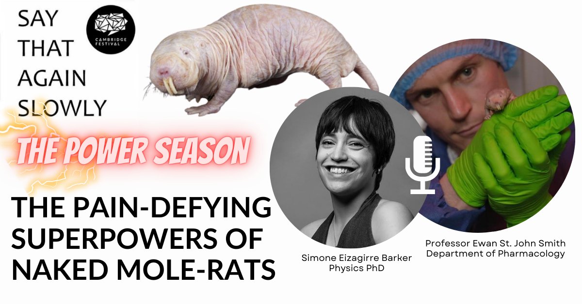 Cambridge_Fest's tweet photo. Why don’t naked mole-rats feel some kinds of pain and what does this mean for human #medicine?
Professor Ewan St John Smith (@psalmotoxin) discusses his work studying #pain and the extraordinary #biology of naked mole-rats: https://t.co/EOA2C9eGdR
#SayThatAgainSlowly #Podcast https://t.co/AWI6huCLEF