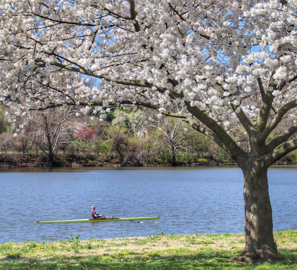 A classic Spring moment on the Schuylkill River in Philadelphia. 🌸 #rowing #rower #crew #spring #cherryblossom #cherryblossoms #nature #schuylkillriver #philadelphia #philly #phillygram #phillymasters #phillyprimeshots #phl_shooters #phlshooters #phi… instagr.am/p/CrI1bnxuFmy/