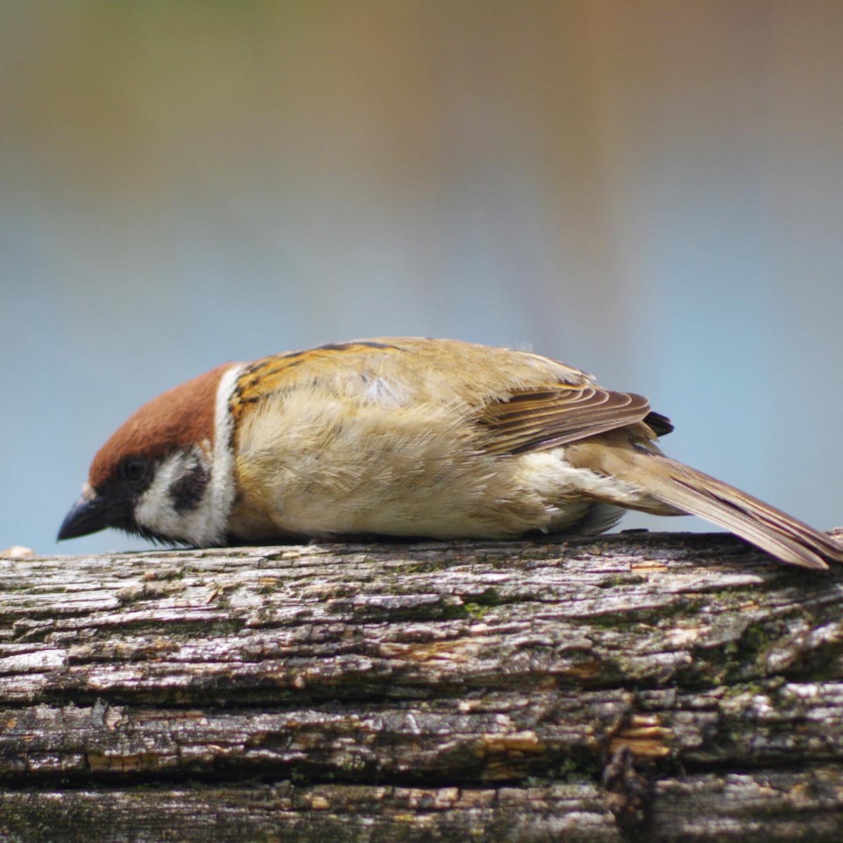 チョコバナナ

#雀 #スズメ #すずめ #sparrow #鳥 #小鳥 #野鳥 #スズメギャラリー #スズメ写真集 #bird https://t.co/keMnBuRZK0