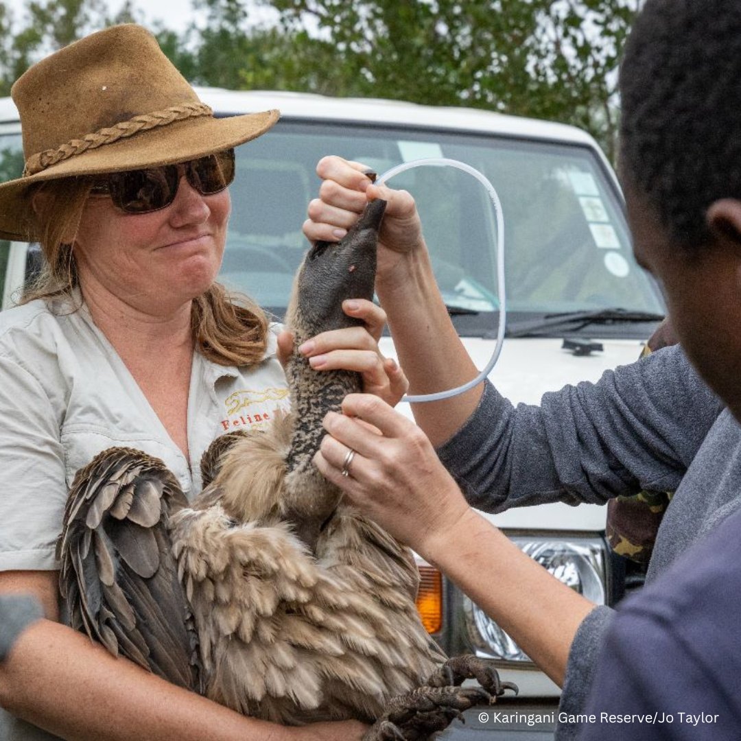 TheEWT's tweet photo. The EWT joined with Karingani Game Reserve in Mozambique to host a workshop aimed at improving treatment of poisoned wildlife.
Specialist avian veterinarians & vulture rehabilitators from SA & Mozambique shared their knowledge & experience.
#birdsofpreyprogramme @JoTaylorWild https://t.co/QU0Zrd3OYG